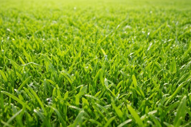 Berea Shade Lawn
